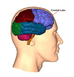 Brain Cross-Sections